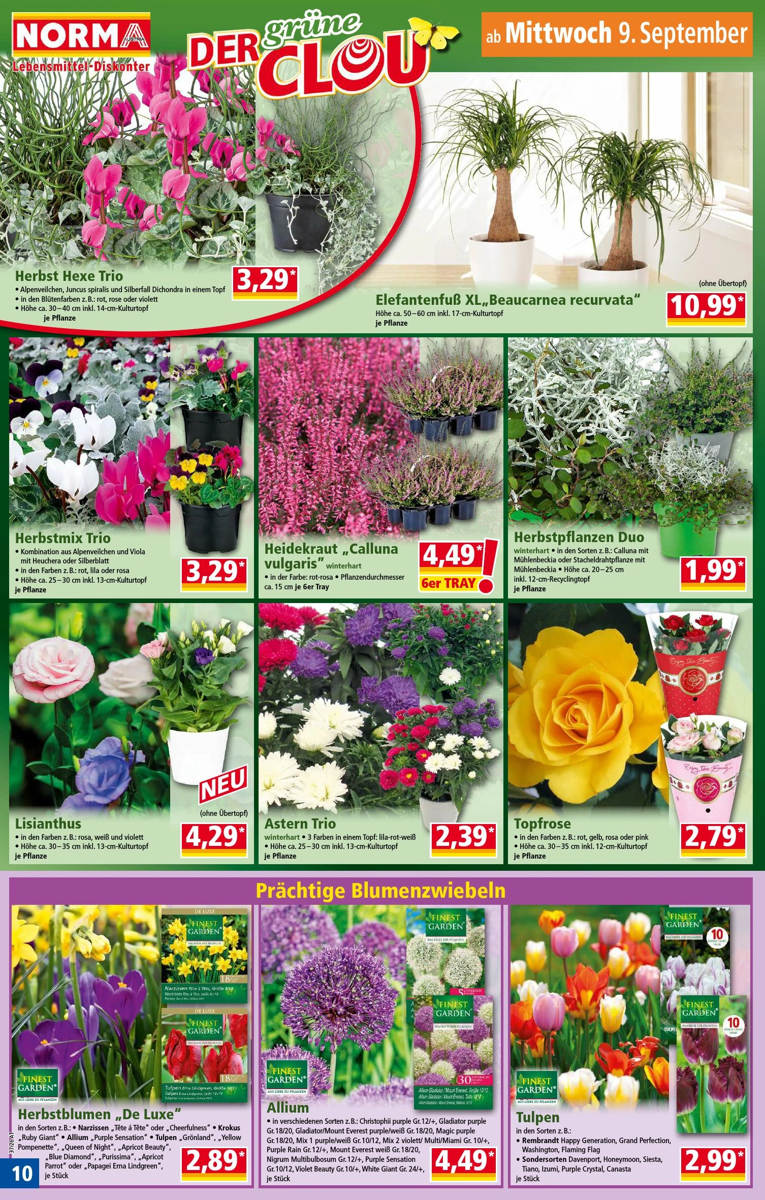 Flyer page 10