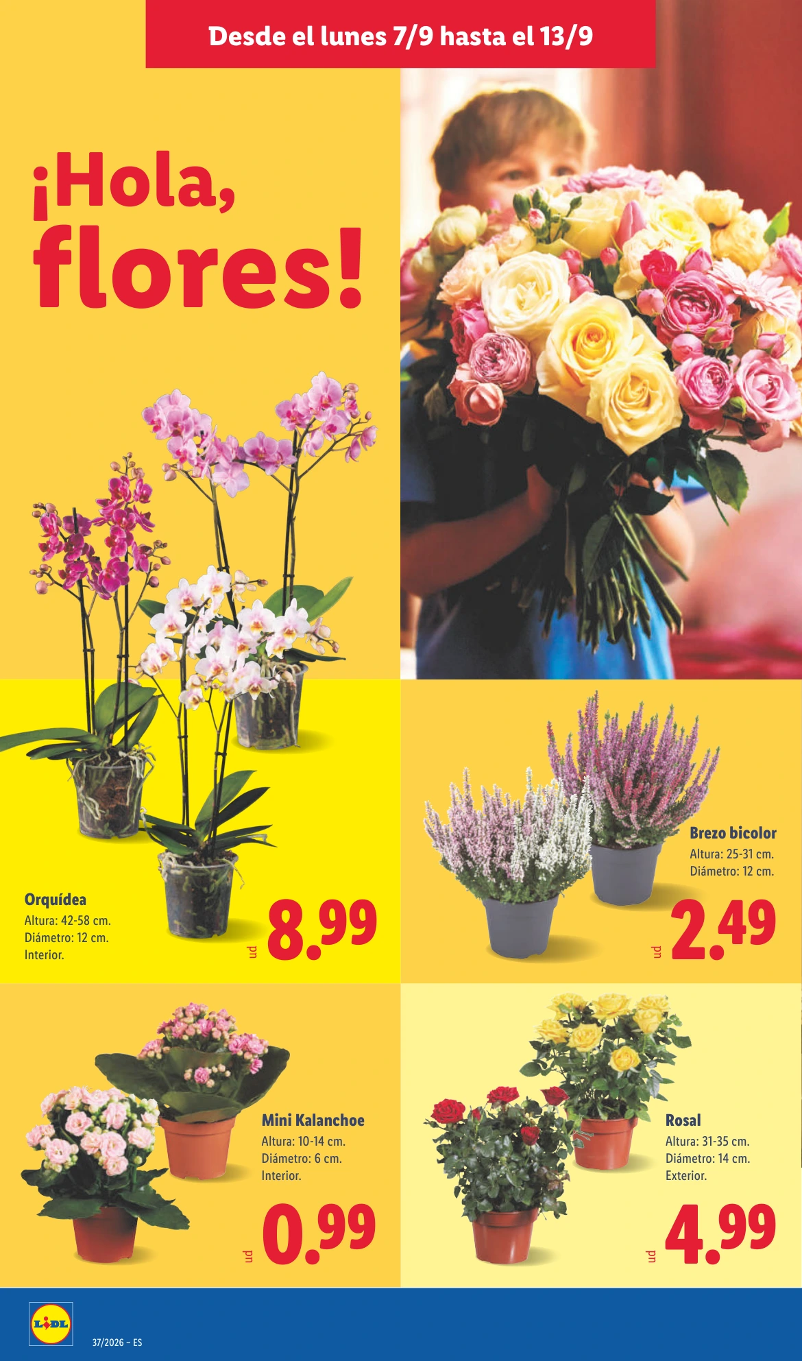 Flyer page 50