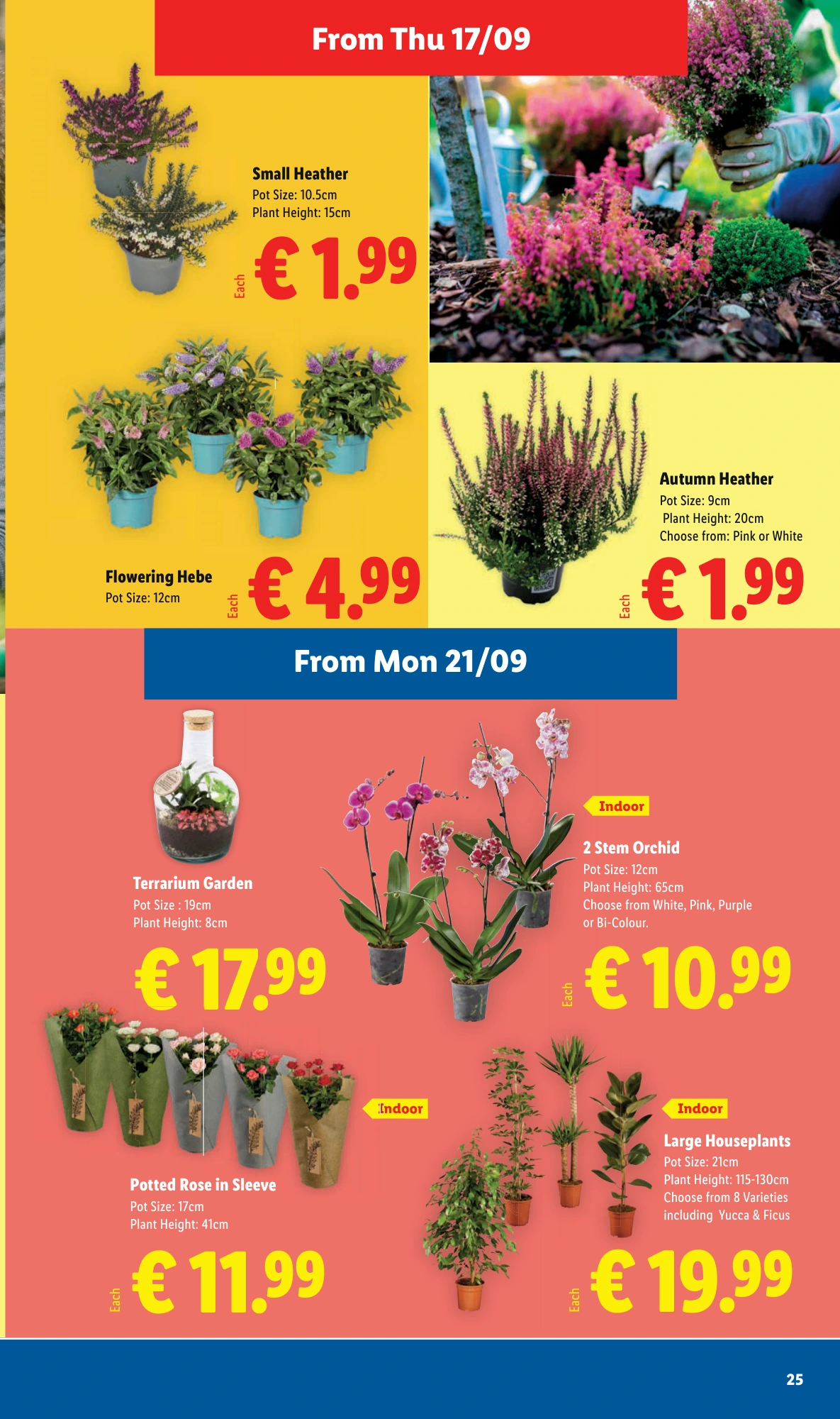 Flyer page 25