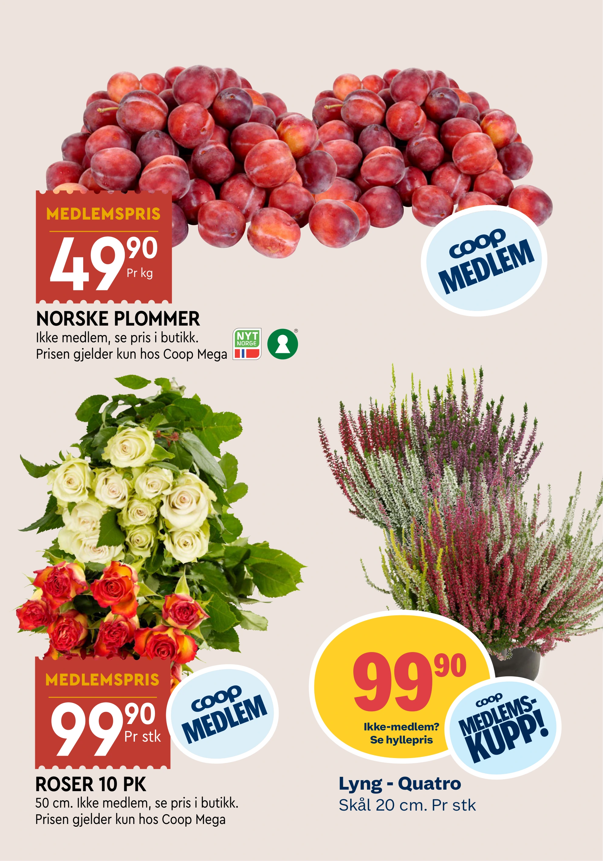 Flyer page 10