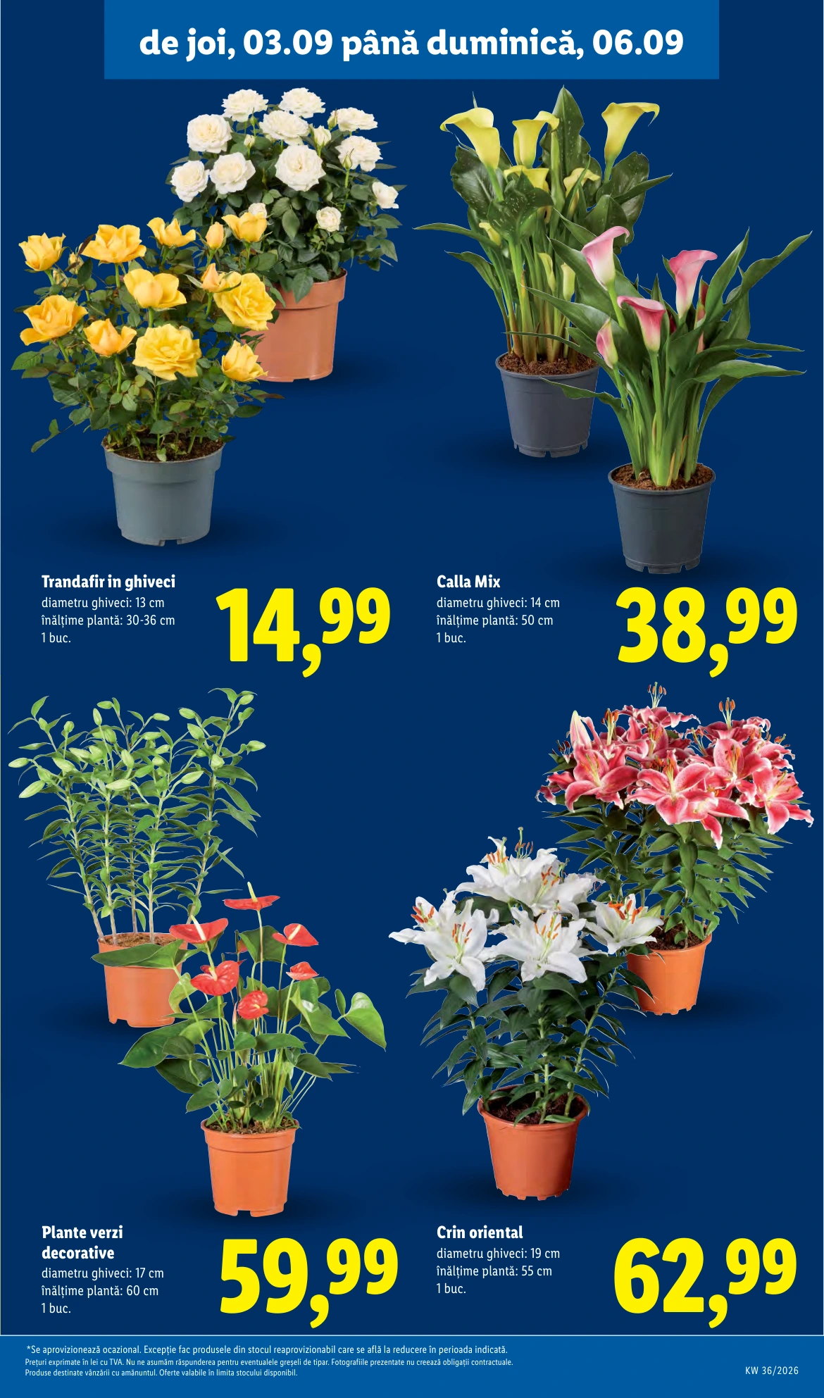 Flyer page 51